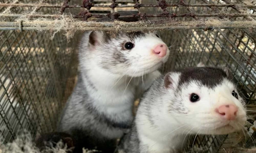 Πάλι στο στόχαστρο τα βιζόν: Σε εκτροφείο βρέθηκαν οκτώ περιστατικά Covid-19